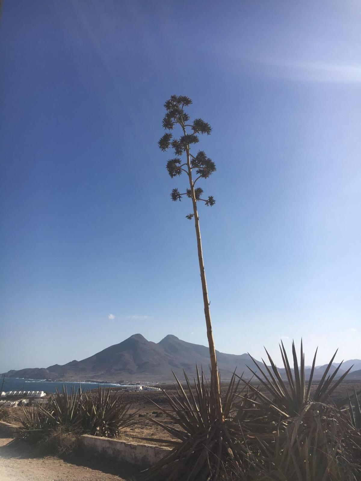 Casas Rurales Cortijo Torreblanca Parque Cabo De Gata El Pozo de los Frailes Εξωτερικό φωτογραφία